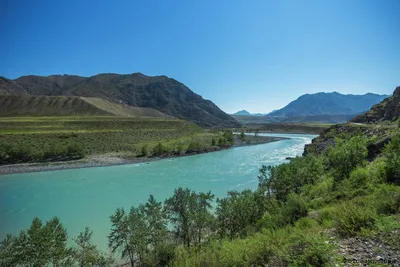 Река Катунь в республике Алтай: где находится, исток, характеристики,  растения и животные, фото | Большая Страна