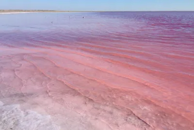 ✈ Розовое озеро Бурлинское - удивительная лечебная и соленая жемчужина Алтая