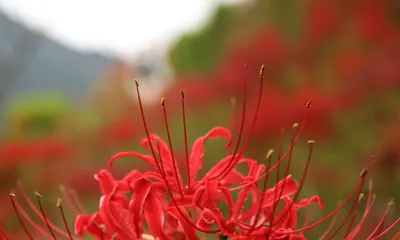 маковое поле. алые цветы на лугу. большие почки красного мака Стоковое  Изображение - изображение насчитывающей сад, цветасто: 224326977