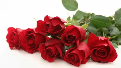 Алые розы “Нина” 60cm это букет из свежих срезанных цветов. KROKUS - лучший  интернет магазин, доставка цветов в Риге