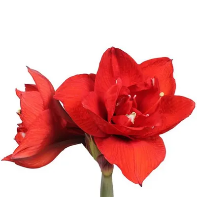 Амариллис искусственный красный купить Искусственные цветы недорого  доставка по Москве бесплатно