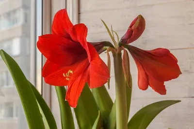 Амариллис красный - заказать и купить цветы с доставкой | Donpion