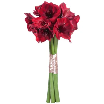Красный гиппеаструм Red | Экзотические цветы, Лилейник, Красивые цветы