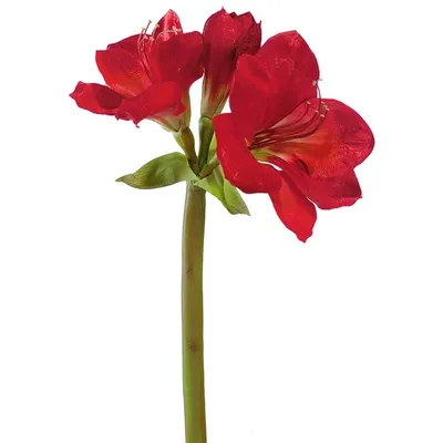 VINTERFINT цветок искусственный д/дома/улицы Амариллис/красный 60 см | IKEA  Lietuva