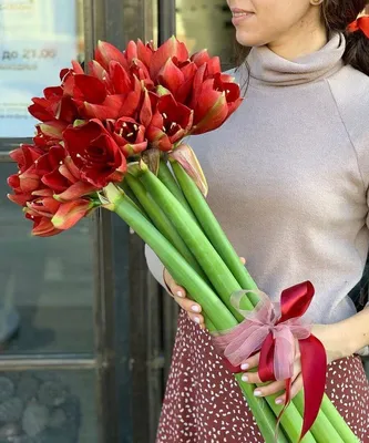 Купить Амариллис темно-красный цветок искусственный