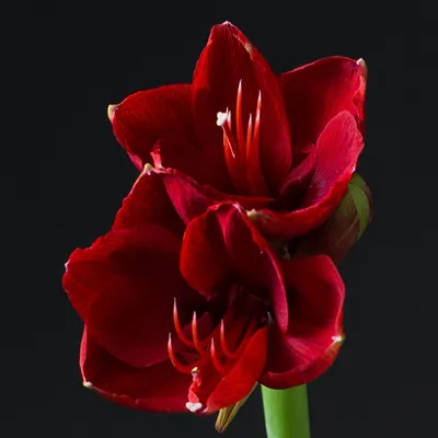 Амариллис красный, Цветы и подарки в Москве, купить по цене 850 RUB, Цветы  поштучно в The Garden с доставкой | Flowwow