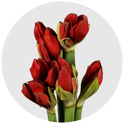 Купить букет красный амариллис роз 2900 р. в интернет магазине Модный букет  с доставкой по Москве