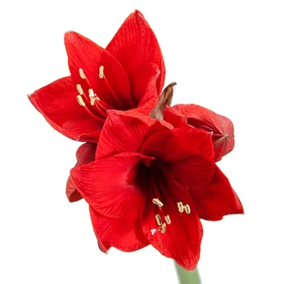Красный цветок амариллиса на синем фоне, свободное место справа, для декора  и дизайна, продать и купить амариллис | Премиум Фото