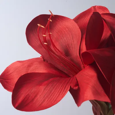 Луковичный цветок амариллис - 41 фото