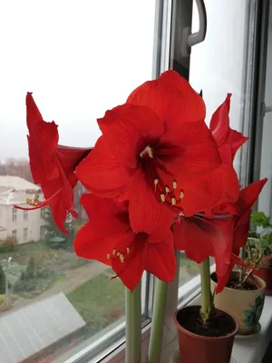 амариллис король артур кинг цветок красный амариллис цвет, красивый  кластерный амариллис, который печально цветет в сентябре во время  равноденственной недели, Hd фотография фото фон картинки и Фото для  бесплатной загрузки