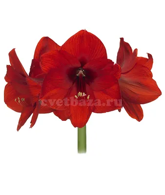 Гиппеаструм - купить амариллис в Киеве, цветок гиппеаструм цена в интернет  магазине комнатных растений и цветов Флорен