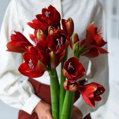 Фото красная Цветы Амариллис