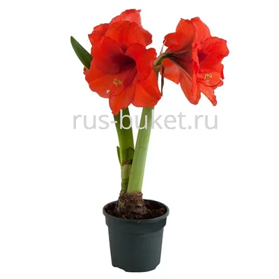 Амариллис красный / Amaryllis red - Луковицы амариллиса - купить недорого  амариллис в Москве в интернет-магазине Сад вашей мечты