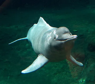 Амазонский дельфин фото фото