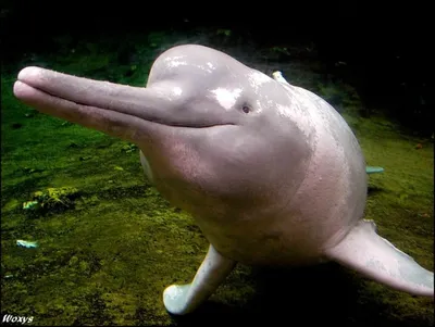 В Бразилии обнаружен новый вид речного дельфина - Hi-News.ru