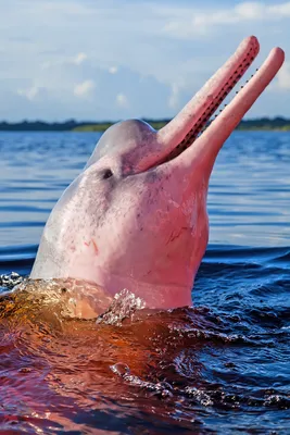 Мария Лунегова - В реке Амазонке водятся розовые речные дельфины Вообще-то,  дельфины не бывают розовыми и не водятся в реках. Но амазонские речные  дельфины — исключение. Они розовые (правда, не все) и