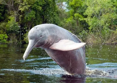 Файл:Amazon river dolphin with mouth open.jpg — Википедия