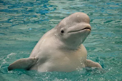 Амазонский пресноводный розовый дельфин | Информация из космоса 🚀 | Дзен