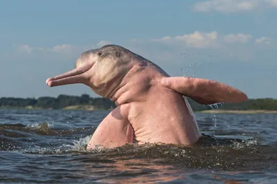5 фактов о розовом речном дельфине Амазонки | PADI