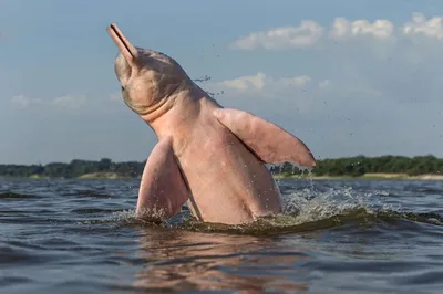 Амазонский речной дельфин Анатомия animals - YouTube