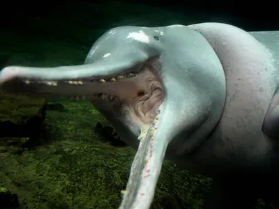 Амазонские дельфины признаны вымирающим видом - Российская газета