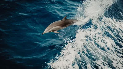 Как живёт амазонский дельфин: 10 интересных фактов из жизни инии |  Приключения натуралиста | Дзен