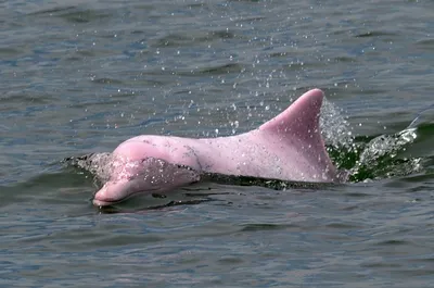 Амазонский дельфин или речной дельфин иния - (Inia geoffrensis). Речные...  | Интересный контент в группе Книга Животных