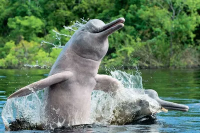 125 амазонских речных дельфинов выбросило на берег в Бразилии |  Inbusiness.kz