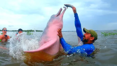 Дельфин амазонский (Инии)