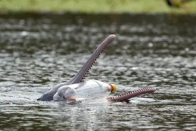 В сети завирусился ролик с розовым дельфином. Предположительно, он был снят  прошлой весной в Таиланде. На кадрах — амазонские дельфины.… | Instagram
