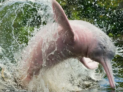 Розовый Дельфин В Море — стоковые фотографии и другие картинки Амазонский  дельфин - Амазонский дельфин, Розовый, Дельфин - iStock
