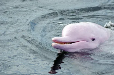 Амазонский дельфин, или белый речной дельфин, или иния, или амазонский... |  Интересный контент в группе РАЙ НА ЗЕМЛЕ
