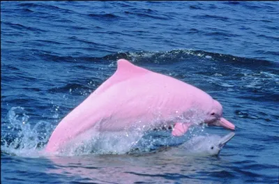 Чудо природы — розовый дельфин