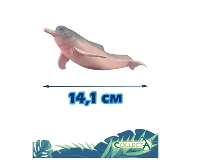 Дельфин Реки Амазонка — стоковые фотографии и другие картинки Амазонский  дельфин - Амазонский дельфин, Река, Дельфин - iStock