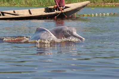 Амазонский дельфин под угрозой исчезновения: вода достигла 39 градусов  Цельсия