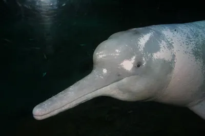 Интересные факты из жизни амазонских дельфинов