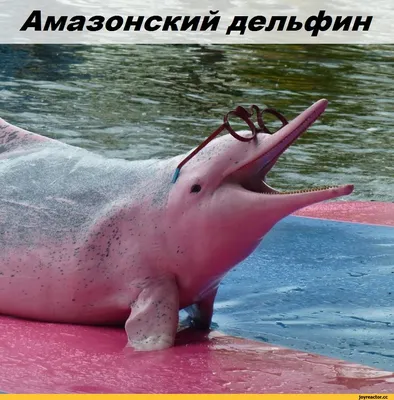 Дельфин Реки Амазонка — стоковые фотографии и другие картинки Амазонский  дельфин - Амазонский дельфин, Розовый, Бразилия - iStock