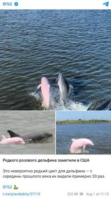 Розовый Ботоамазонасбразилия — стоковые фотографии и другие картинки Амазонский  дельфин - Амазонский дельфин, Амазония, Дельфин - iStock