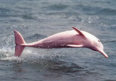 Детский Розовый Речной Дельфин — стоковые фотографии и другие картинки Амазонский  дельфин - Амазонский дельфин, Перу, Река - iStock