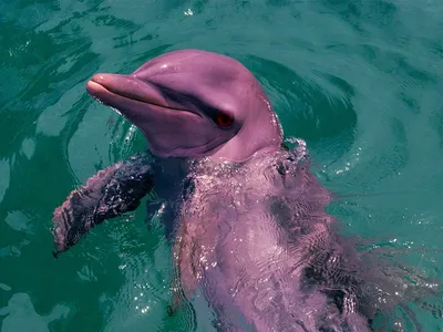 Амазонский дельфин или иния (лат. Inia geoffrensis) – Интересные животные