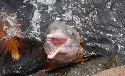Амазонский речной дельфин | ANIMAL LIBRARY