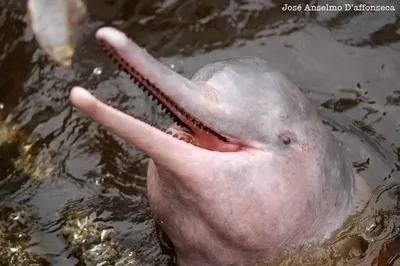 Амазонский дельфин: носатое чудо | Мур ТВ