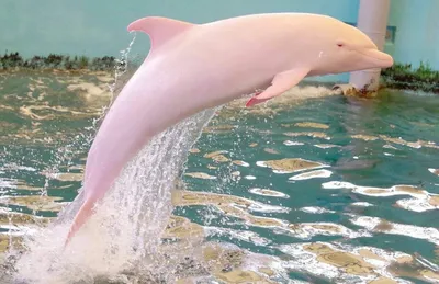 В мире есть розовые дельфины. Посмотрите на них прямой сейчас | ВКонтакте