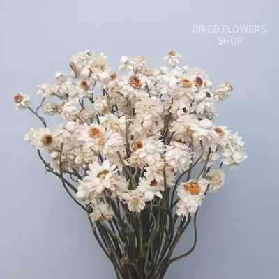 Dried Flowers Shop - Аммобиум