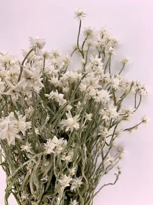 Аммобиум Сухие цветы прозрачно-белого…» — создано в Шедевруме