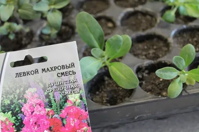Аммобиум на стебле сухоцвет - купить по выгодной цене | Стабилизированные  цветы | Сухоцветы | Стабилизированные розы