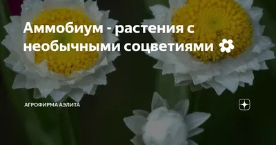 Аммобиум крылатый русское поле, 2 пакета, семена 0,2 гр, Евросемена —  купить в интернет-магазине по низкой цене на Яндекс Маркете