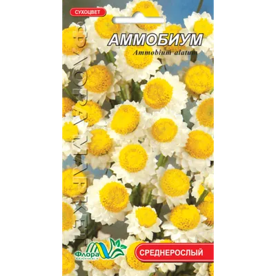 Аммобиум натуральный сухоцвет, букет h-45 см (ID#1900906409), цена: 50 ₴,  купить на Prom.ua