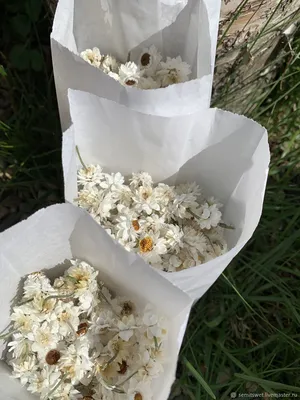 Аммобиум крылатый \"Русское Поле\", семена цветов купить по цене 52 ₽ в  интернет-магазине KazanExpress