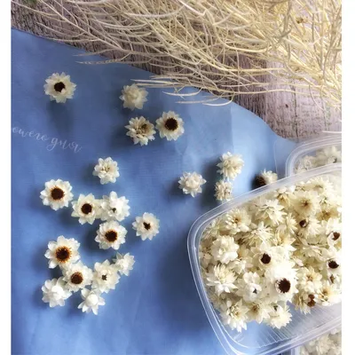 Сухоцветы . Аммобиум в 2023 г | Растения, Букет, Мастерская